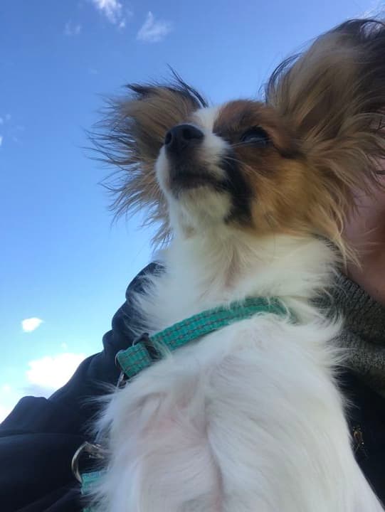Letar hundkompis till våran lilla Pappillon! 